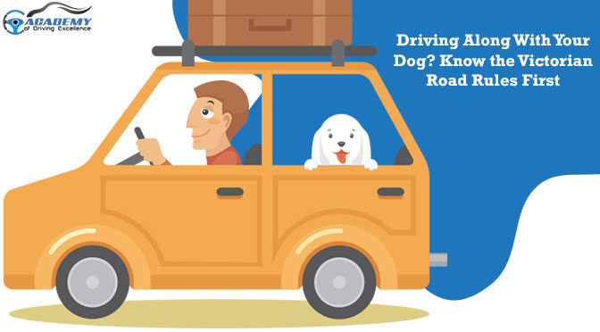 Driving Along With Your Dog? Know the Victorian Road Rules First